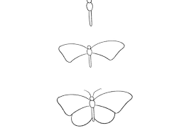 butterfly to draw
