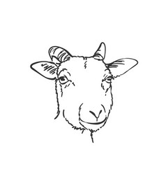 goat doodles