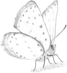 realistic butterfly drawing